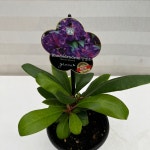 NEW 만병초(소) 약초나무 천상초 키우기쉬운 실내공기정화식물 실내인테리어 : 다은꽃농원