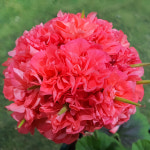 예쁜제라늄 K, 송블랙현, 송미경 작품, 한국제라늄 농장직송 모종 : 예쁜제라늄농장