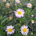 지리산 봄 나물 여린 생 쑥부쟁이 나물 1kg, 1개 : 지리산자연밥상