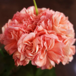 예쁜제라늄 K, 민서서율맘 작품, 오뉴월, 한국제라늄 농장직송 모종 : 예쁜제라늄농장