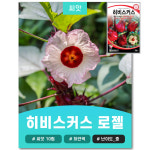 히비스커스 로젤 씨앗 10립 : JWon Flower