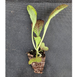 미소화원농장 적겨자 모종 (1개) 쌈 채소 키우기 : 미소화원농장