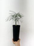 마크로자미아 파시폴리아 macrozamia parcifolia : 그린포레스트
