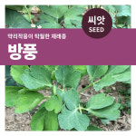 방풍 씨앗 2g 마이플랜트 : 마이플랜트