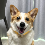 댕댕포유 강아지 고양이 케이프 : 댕댕포유