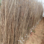 무궁화 나무 묘목 2년생 1m50상 : 한밭농원