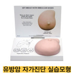 -미국 GPI/유방암 자가진단 실습모형 G3401 : 종로씨엔피