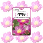 꽃씨 꽃씨몰 작약 10립 씨앗 봄 다년생 노지월동 야생화 종자 파종 꽃씨앗 : 주주씨앗
