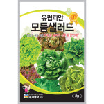 상추 모둠 종자 씨앗 쌈채소 샐러드 수경재배 [오디가 ODIGA] : 오디가 컴퍼니