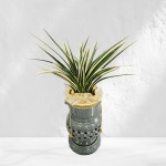 황금일향 투각  꽃배달 동양난 개업화분 : ECO PLANT
