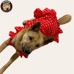 멍빅 중형견 대형견 뽀실이 프릴 원피스 멍피스 강아지옷 : 멍빅