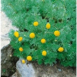 은엽아지랭이 10cm화분묘 (3개) 노지월동 다년생 고산식물 상록식물 지피식물 천지가야생화 : 천지가야생화