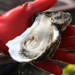 방송나온 그집 대한 민국 고향 전라도 광양 망덕 포구 섬진강 자연산 벚굴 5kg 벗굴 강굴 : 망덕수산