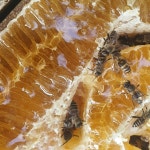 청정지역 한봉 토종꿀 명절 명품 선물 추석 구정 : 가오실농장