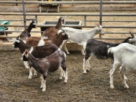 하늘다음 태백  100%자연목초 유기농 산양유  1000ml 정기배송상품/ 100%산양원유,초유단백질,산양유단백질 : 세진목장 산양유