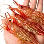 활 독도 꽃새우 500g 1kg : 마음을나누다