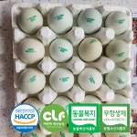 사포닌 청란 청계알 청계란 무항생제 유정란 15구 60구 : 합리적 쇼핑몰