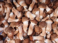 [원탑] 산지직송 직접 수확 맛있는 참송이버섯 고급 500g, 1kg : 원탑농원 참송이버섯