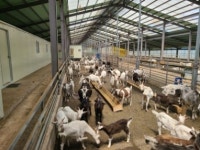 하늘다음 태백  100%자연목초 유기농 산양유  1000ml 정기배송상품/ 100%산양원유,초유단백질,산양유단백질 : 세진목장 산양유