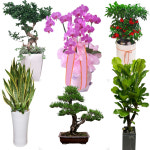 울산 식당 개업화분 호접난 부동산 공기정화 남구 부곡동 꽃집 꽃배달 : 화란1004