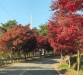 홍단풍나무 분묘 : 그린농원스마트팜