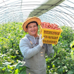 갈아만든 대추방울토마토즙 120ml : 신동영농조합법인