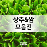 적치마 상추 쌈채소 씨앗 3g 쌈 채소 야채 : 하우투팜