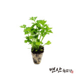 샐러리 모종 2개 셀러리 : 변산육묘장