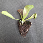 미소화원농장 레드치커리 모종 (1개) : 미소화원농장