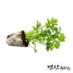 샐러리 모종 2개 셀러리 : 변산육묘장