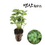 이탈리안 파슬리 모종 이태리 이탈리아 : 변산육묘장