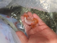 포아니 : 아쿠아 플랜트