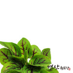 허브 모종 적소렐 : 변산육묘장