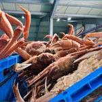 러시아 박달대게 / 러시아 대게 생물 활 박달 자숙 찜 수율80% 직접유통 다팜농수산 다팜수산 : 다팜농수산