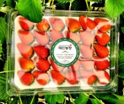 딸기 킹스베리 비타베리 서민딸기 설향 당일무료배송 새벽수확 프리미엄 고당도 : 해인 팜