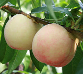 복숭아 향수 - 접목특묘 : 장원묘목농원