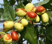 대추나무 묘목 왕대추나무 접목 1년생 중묘 : 장원묘목농원