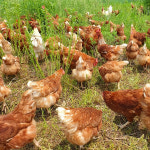 ✅ 산야농장 난각번호1번 계란 유기농 1등급 동물복지 친환경 자연 자유 방사 방목 부화용 : 행복매뉴얼