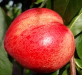 복숭아나무 묘목 신비복숭아 접목1년생 상묘 : 장원묘목농원