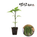 청양 고추 모종 큰청양 복합내병계 : 변산육묘장