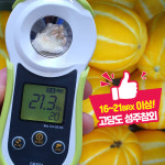 성주 꿀 참외 특등급 10kg 선물용 참외농장 : 트라이크코리아