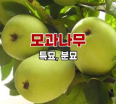 모과나무 접목 3년생 결실주 분묘 : 장원묘목농원