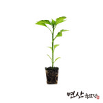 고추 모종 아삭이 오이 고추 롱그린 : 변산육묘장