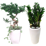 대구 수성구 승진화분 공기정화 호접난 돈나무 상동 꽃집 꽃배달 : FLOLET