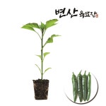 고추 모종 아삭이 오이 고추 롱그린 : 변산육묘장