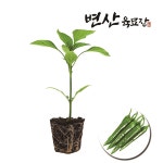 변산육묘장 고추 모종 3개 10% 할인 : 변산육묘장