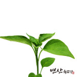 청양 고추 모종 큰청양 복합내병계 : 변산육묘장