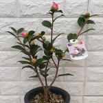 서향동백나무30 : 샬롬꽃농원