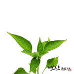 고추 모종 할라피뇨 매운맛 : 변산육묘장