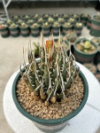 Agave utahensis var. eborispina / 아가베 우타헨시스 에보리스피나 : 아가베팩토리